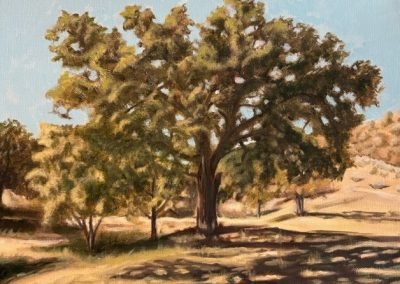 Home Page 8 Echo Oak, 11x14, oil ($395)